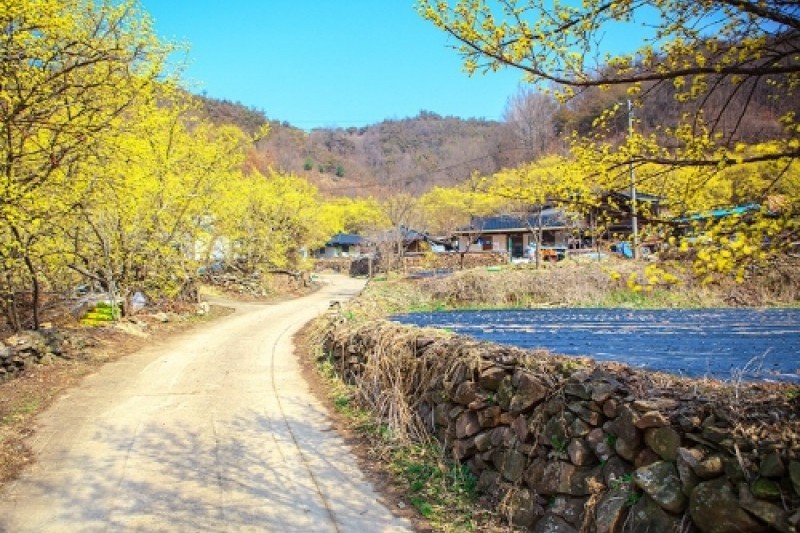 義城山茱萸慶典