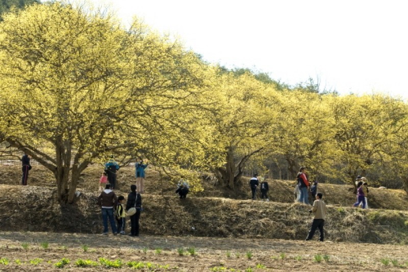 義城山茱萸慶典