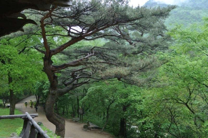 聞慶鳥嶺道立公園 (44/46)