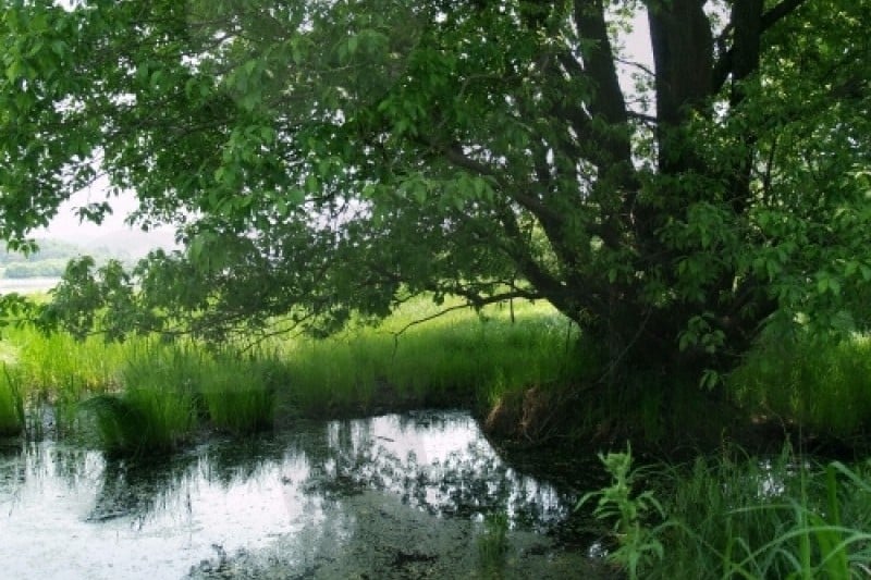 牛浦沼澤生態公園