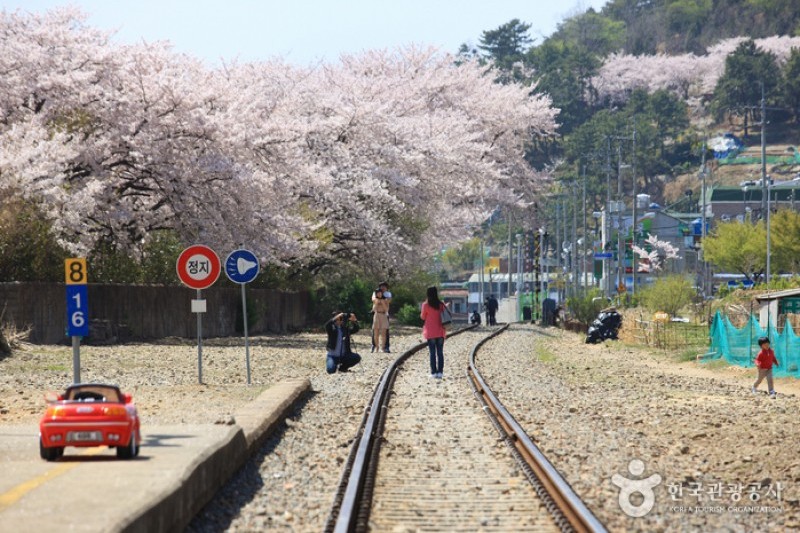 慶和站櫻花路