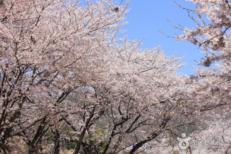 慶和站櫻花路