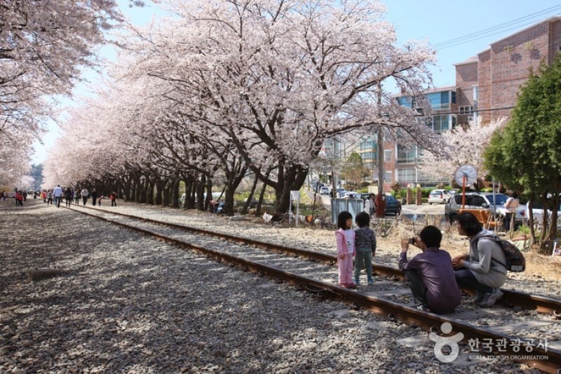 慶和站櫻花路