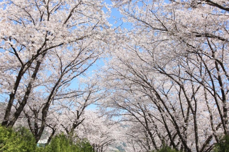 慶和站櫻花路