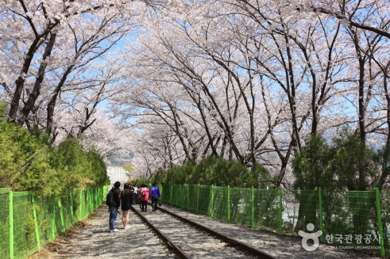 慶和站櫻花路