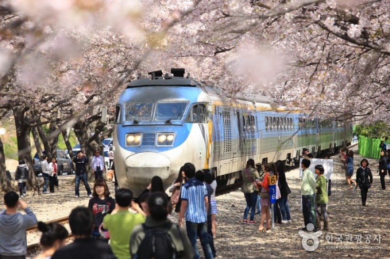 慶和站櫻花路