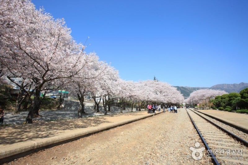 慶和站櫻花路