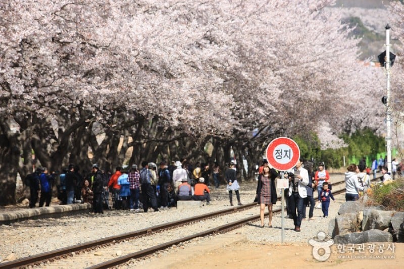 慶和站櫻花路