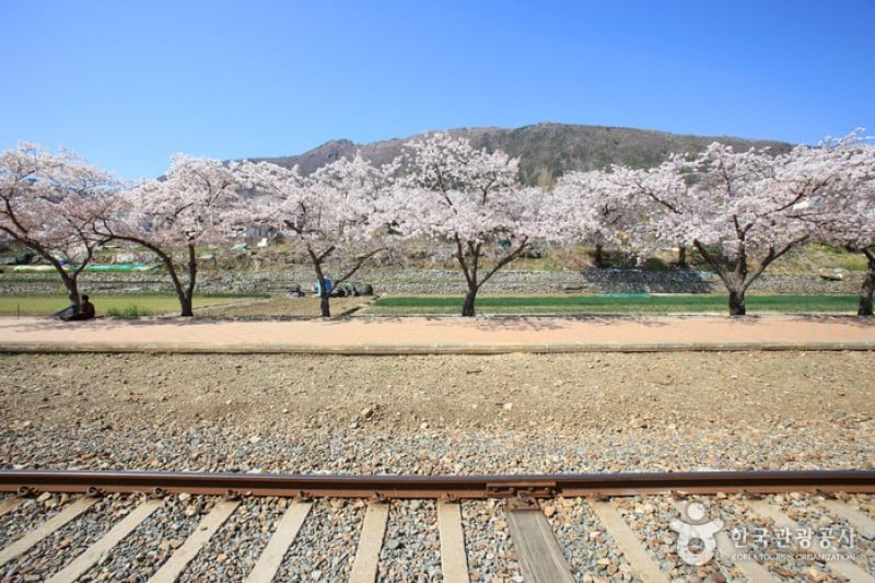 慶和站櫻花路