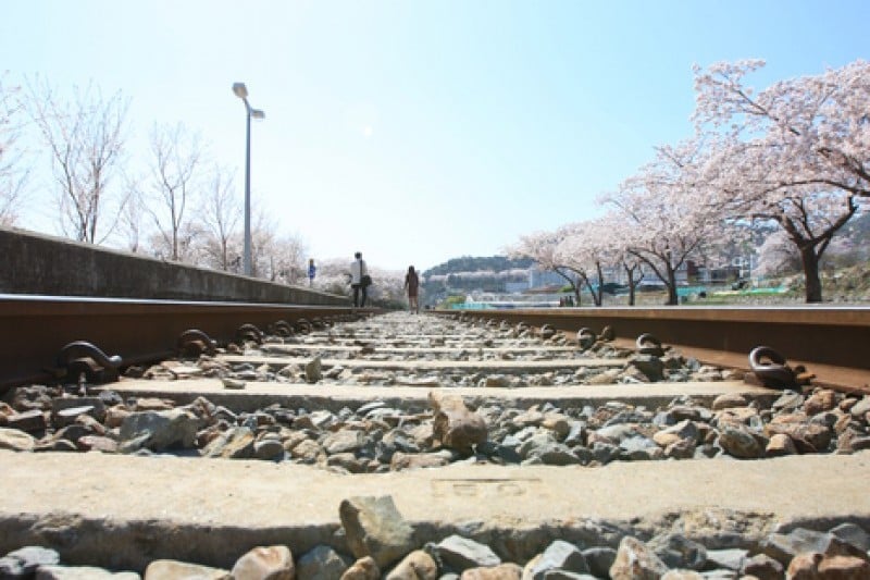 慶和站櫻花路