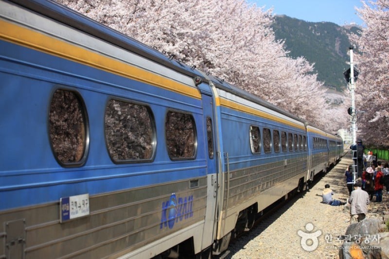 慶和站櫻花路
