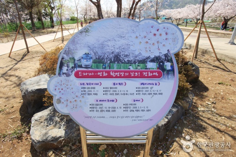 慶和站櫻花路