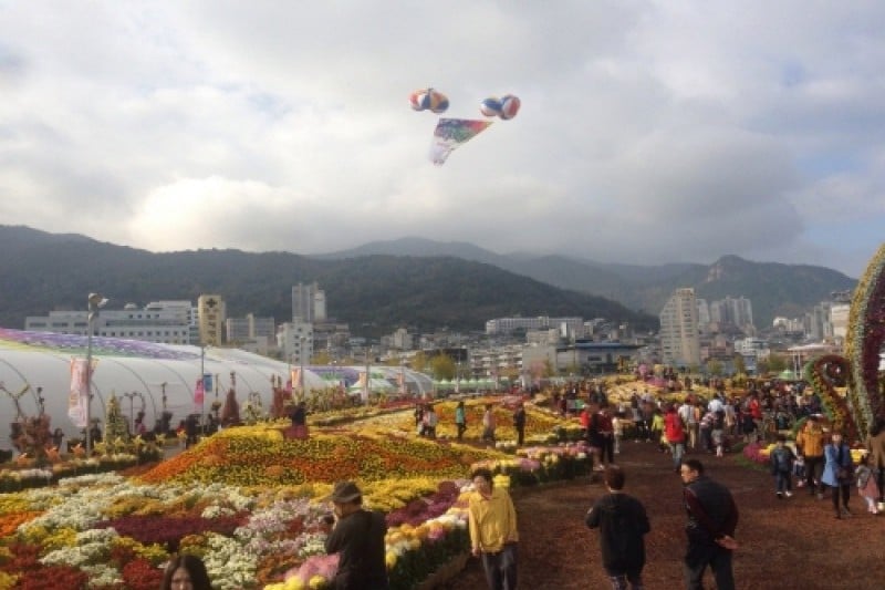昌原馬山菊花節