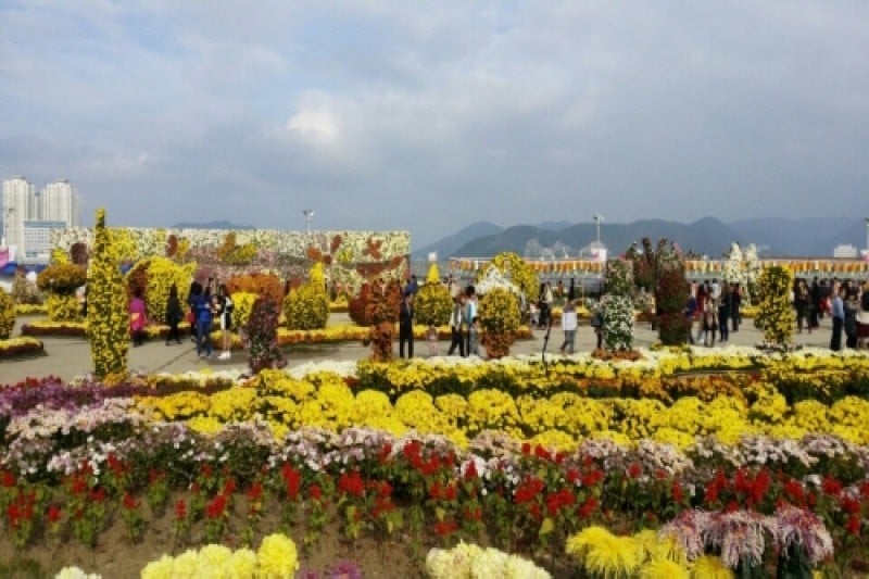 昌原馬山菊花節