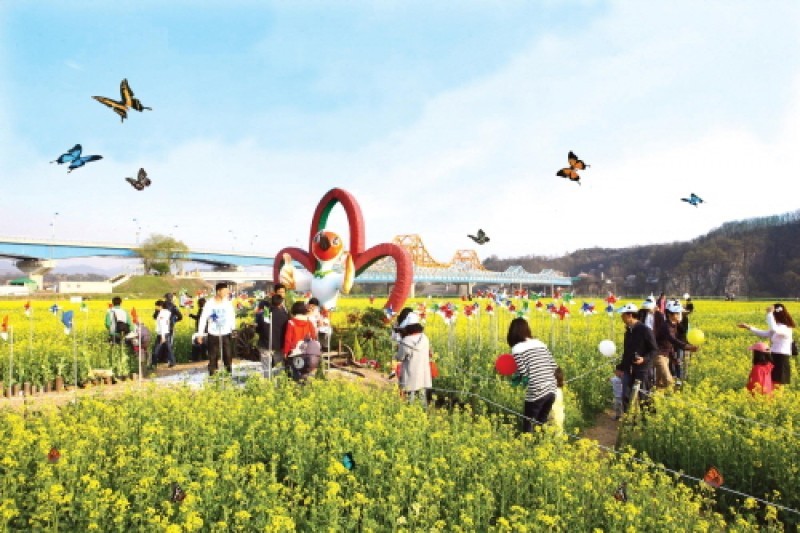 昌寧洛東江油菜花節
