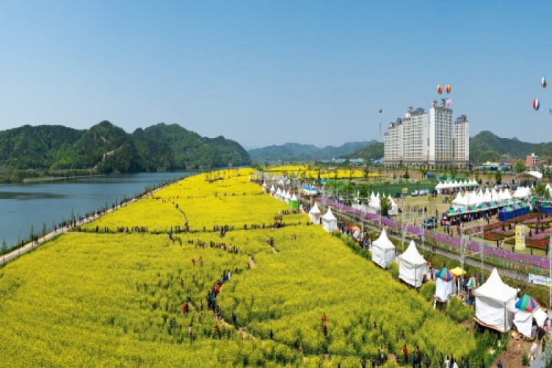 昌寧洛東江油菜花節