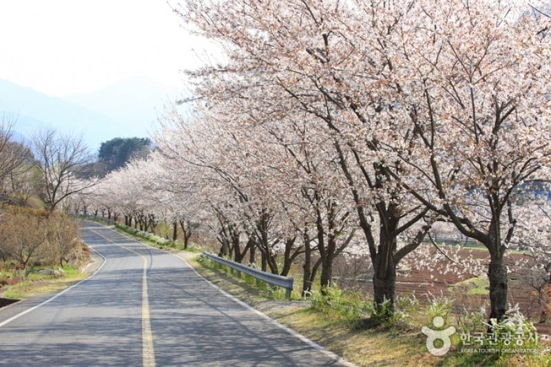 十里櫻花路 (1/20)