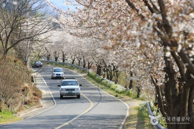 十里櫻花路 (2/20)