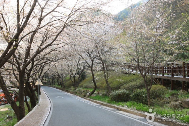 十里櫻花路 (14/20)