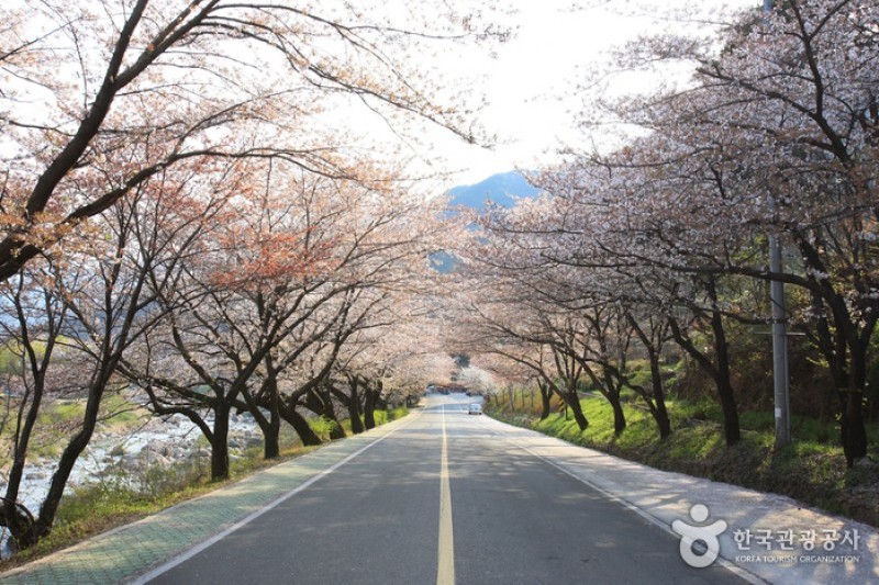 十里櫻花路 (15/20)