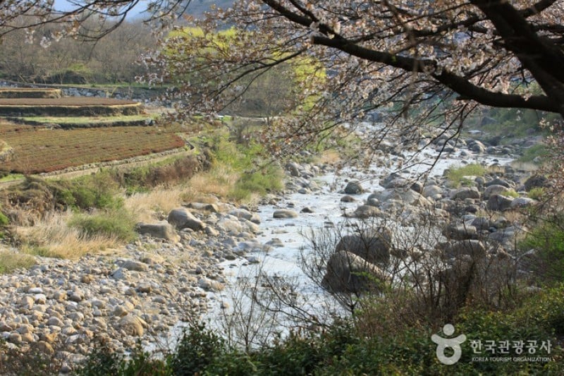 十里櫻花路 (16/20)