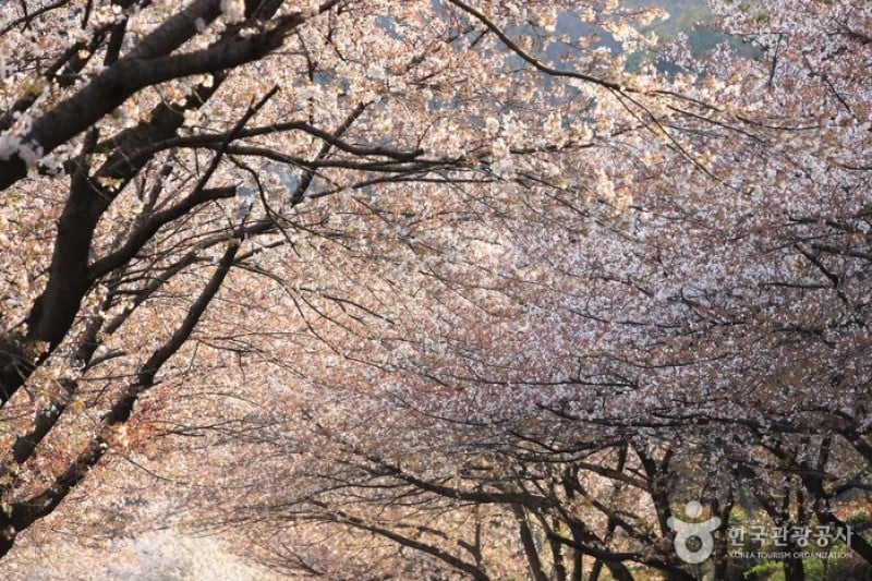 十里櫻花路 (17/20)