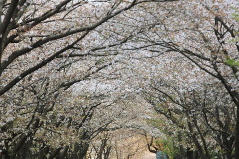 十里櫻花路 (19/20)