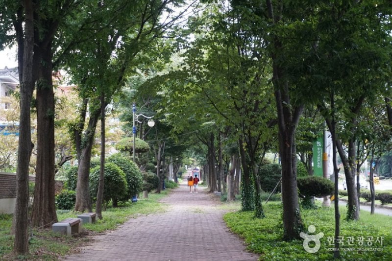 昌原林蔭道 (3/8)