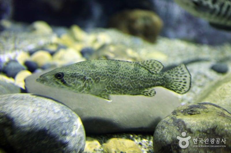 丹陽Danuri水族館 (3/9)