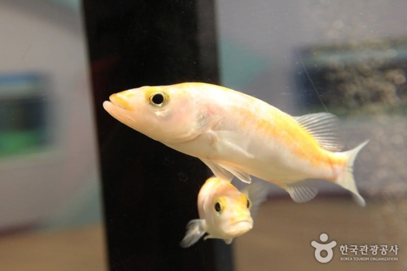 丹陽Danuri水族館 (6/9)