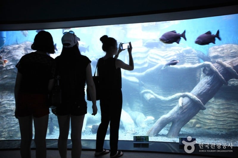 丹陽Danuri水族館 (9/9)