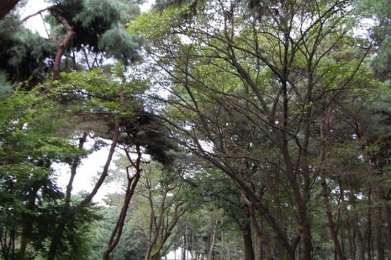忠州彈琴臺與彈琴臺公園 (2/15)