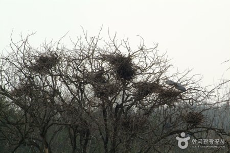 鎮川老院里蒼鷺繁殖地