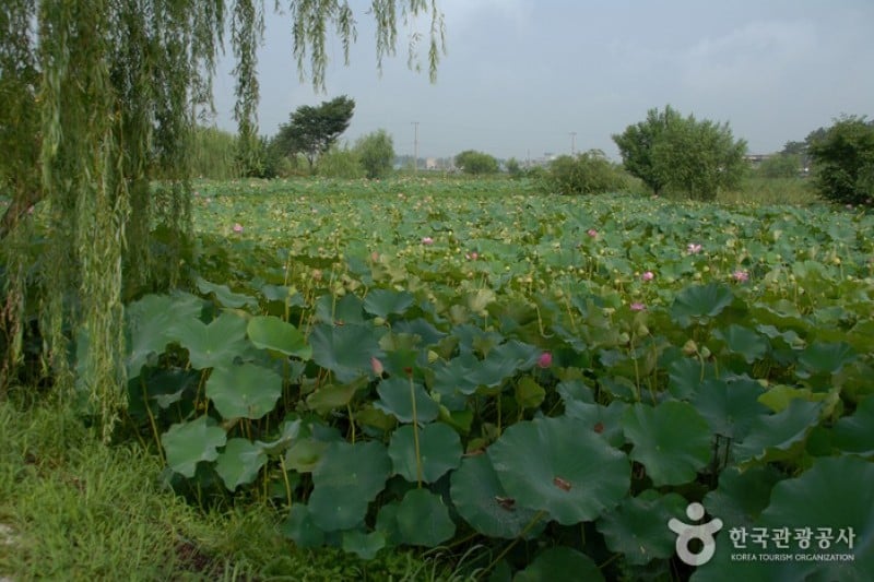薯童公園與宮南池 (4/13)