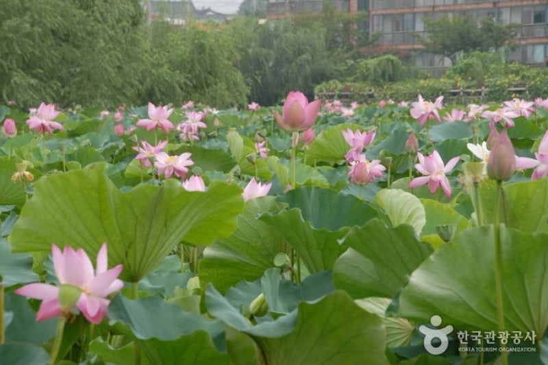 薯童公園與宮南池 (6/13)