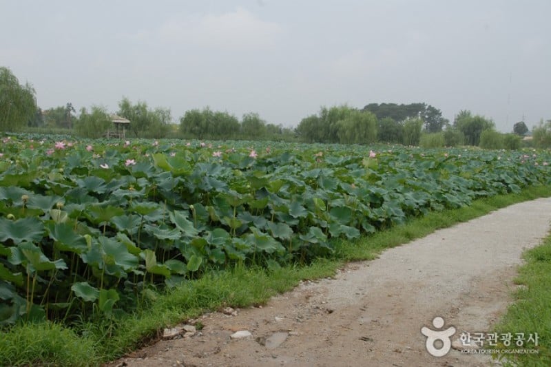 薯童公園與宮南池 (7/13)