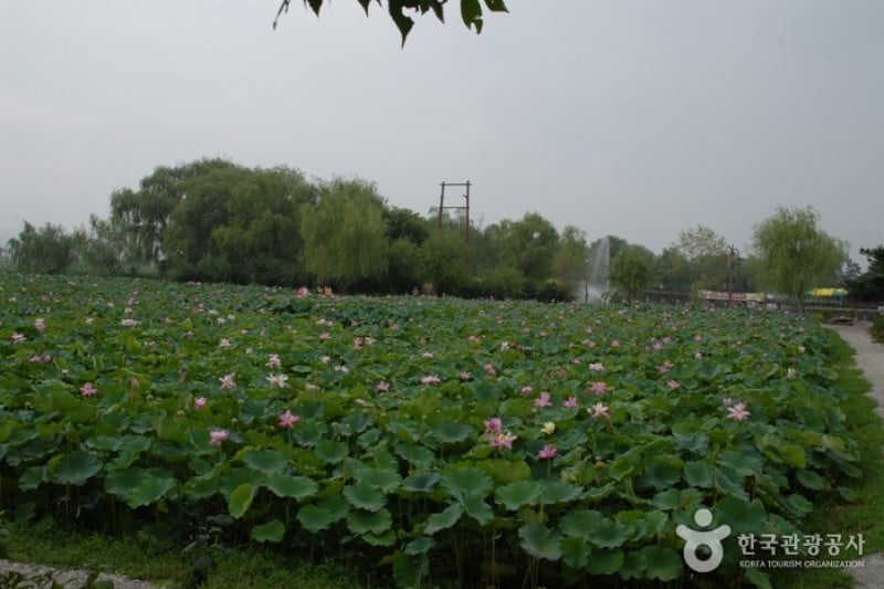 薯童公園與宮南池 (8/13)