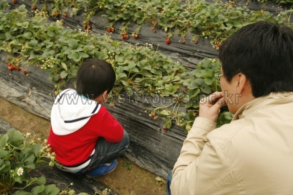 論山草莓節