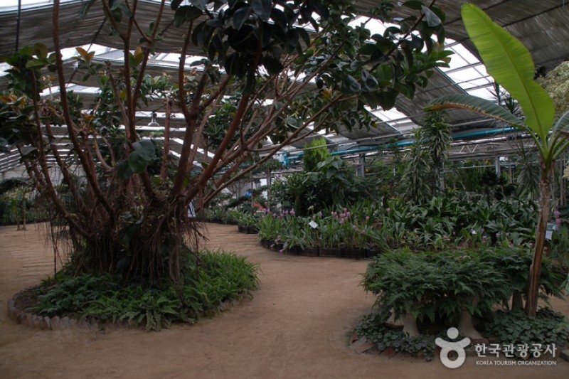 世界花卉植物園 (1/31)