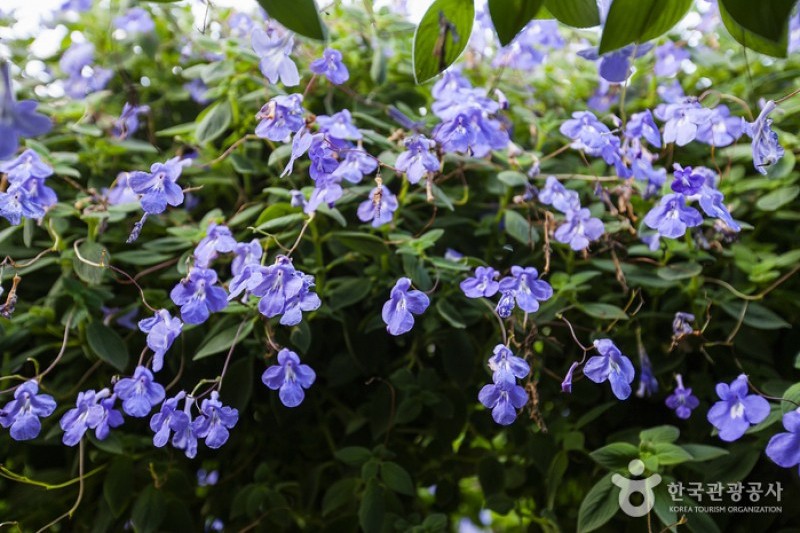 世界花卉植物園 (10/31)