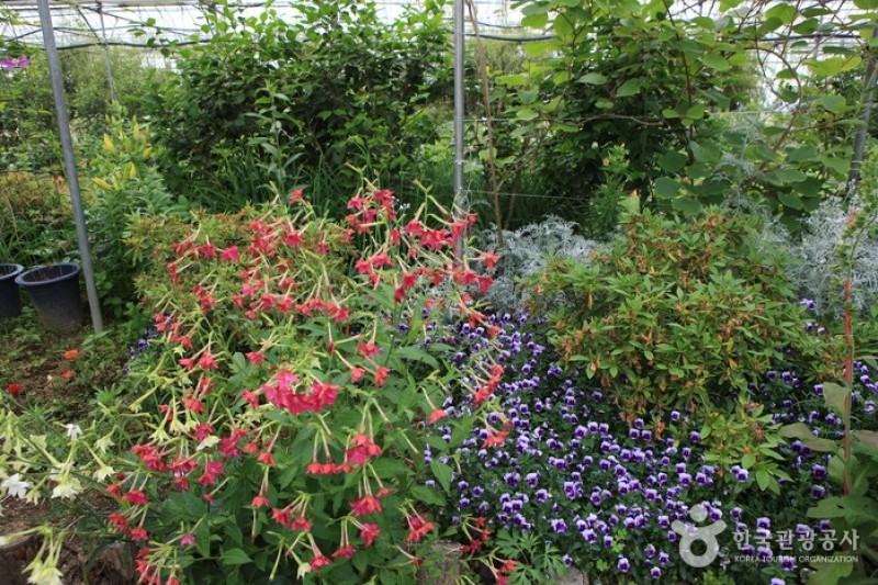 世界花卉植物園 (14/31)