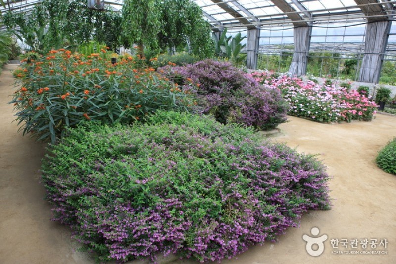 世界花卉植物園 (19/31)