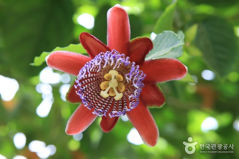 世界花卉植物園 (23/31)