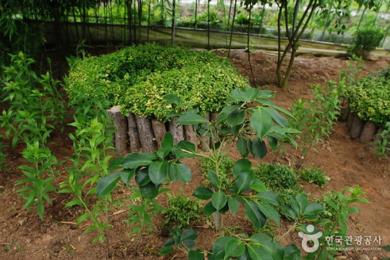 世界花卉植物園 (28/31)