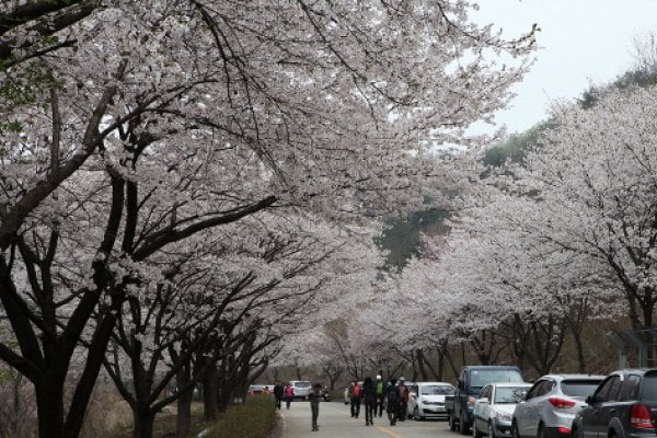 綢緞村山花慶典