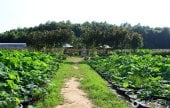 Green Rich Farm그린리치팜