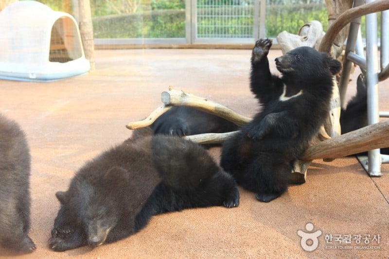 Beartree公園 (4/19)