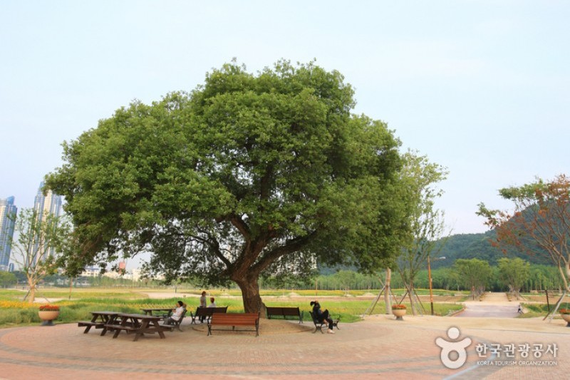 太和江大公園
