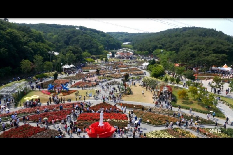 蔚山大公園玫瑰節 (2/5)