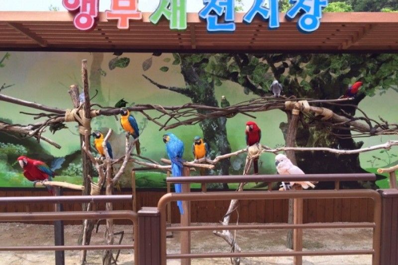 蔚山大公園玫瑰節 (5/5)
